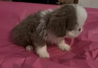 gray blue/lilac  female, a female Shih Tzu for sale in Morganton, NC – Photo 1 of 4