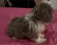 gray blue/lilac  female, a female Shih Tzu for sale in Morganton, NC – Photo 3 of 4