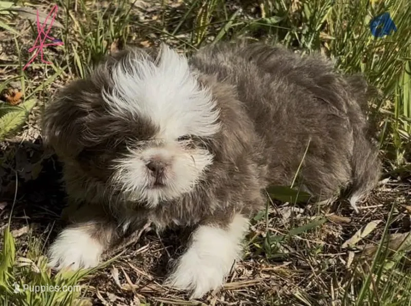 Righty blue/lavender female, a female Shih Tzu for sale in Morganton, NC – Photo 1 of 5