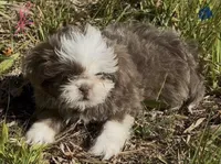Righty blue/lavender female, a female Shih Tzu for sale in Morganton, NC – Photo 1 of 5