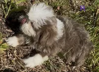 Righty blue/lavender female, a female Shih Tzu for sale in Morganton, NC – Photo 5 of 5