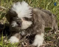 Righty blue/lavender female, a female Shih Tzu for sale in Morganton, NC – Photo 3 of 5