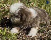 Righty blue/lavender female, a female Shih Tzu for sale in Morganton, NC – Photo 4 of 5