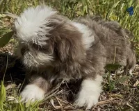Righty blue/lavender female, a female Shih Tzu for sale in Morganton, NC – Photo 2 of 5