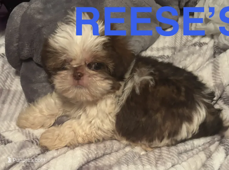 Resse – Shih Tzu puppy for sale in Morganton, NC