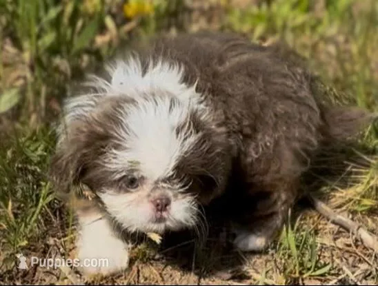 gray blue/lilac  female lefty, a female Shih Tzu for sale in Morganton, NC – Photo 1 of 5