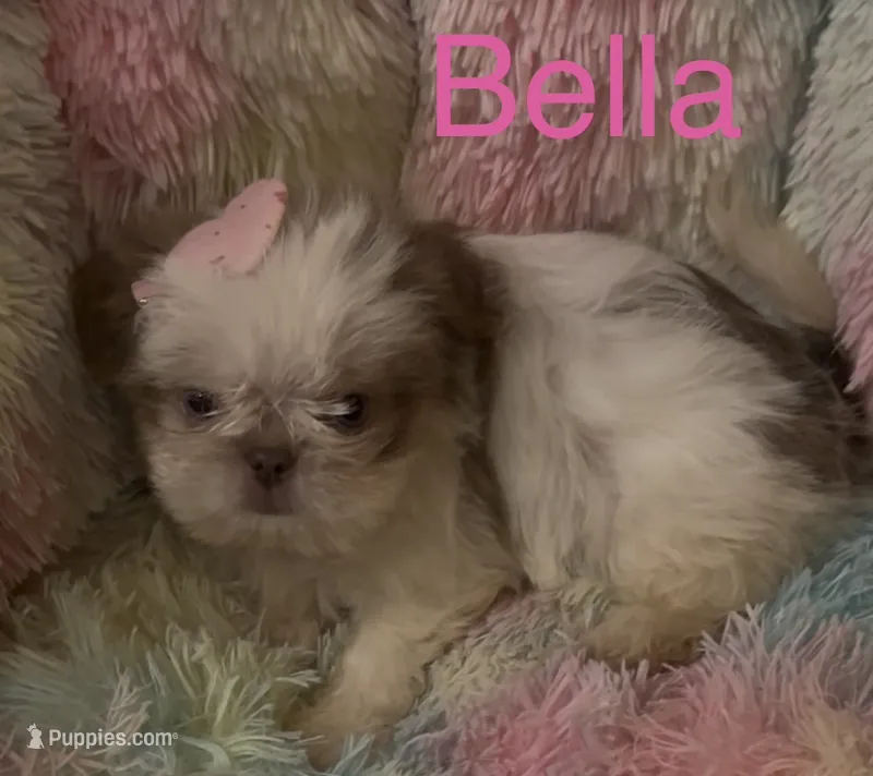 bella – Shih Tzu puppy for sale in Morganton, NC