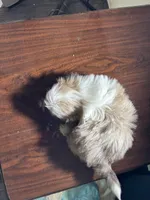 Tiny Cream boy, a male Shih Tzu for sale in Morganton, NC – Photo 4 of 8