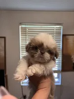 Tiny Cream boy, a male Shih Tzu for sale in Morganton, NC – Photo 3 of 8