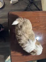 Tiny Cream boy, a male Shih Tzu for sale in Morganton, NC – Photo 5 of 8