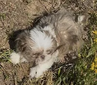 Tiny Cream boy*PRICE DROP*, a male Shih Tzu for sale in Morganton, NC – 9 of 9