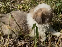 Tiny Cream boy*PRICE DROP*, a male Shih Tzu for sale in Morganton, NC – 7 of 9