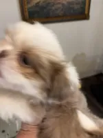 Tiny Cream boy, a male Shih Tzu for sale in Morganton, NC – Photo 2 of 8