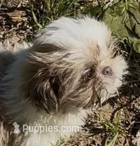 Tiny Cream boy – Shih Tzu puppy for sale in Morganton, NC