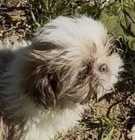 Tiny Cream boy*PRICE DROP*, a male Shih Tzu for sale in Morganton, NC – 1 of 9
