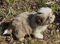 Tiny Cream boy*PRICE DROP*, a male Shih Tzu for sale in Morganton, NC – 2 of 9