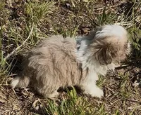 Tiny Cream boy*PRICE DROP*, a male Shih Tzu for sale in Morganton, NC – 8 of 9