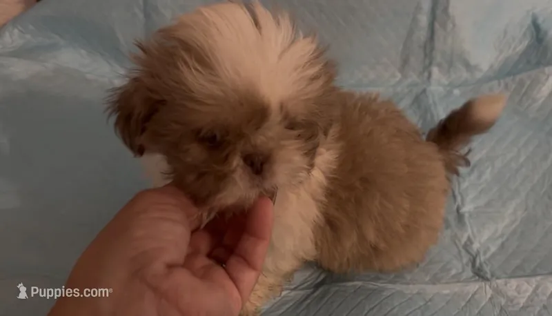 Tiny Cream boy, a male Shih Tzu for sale in Morganton, NC – Photo 1 of 8