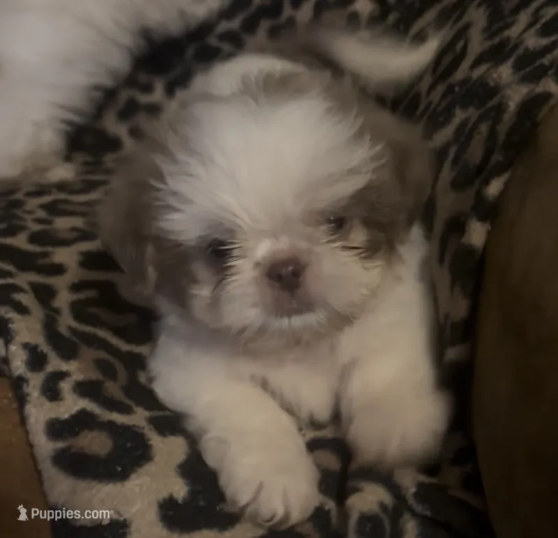 Girl – Shih Tzu puppy for sale in Morganton, NC