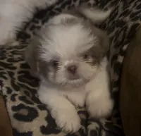 Girl, a female Shih Tzu for sale in Morganton, NC – 1 of 3