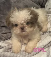 Girl, a female Shih Tzu for sale in Morganton, NC – 2 of 3