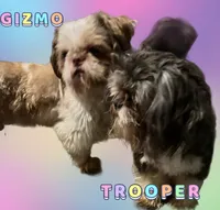 Waitlist, a female Shih Tzu for sale in Morganton, NC – 1 of 3