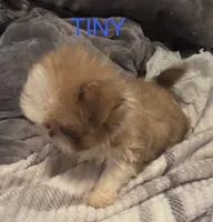 Tiny boy, a male Shih Tzu for sale in Morganton, NC – 3 of 4