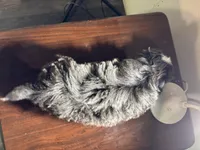 Big blue, a male Shih Tzu for sale in Morganton, NC – Photo 3 of 5