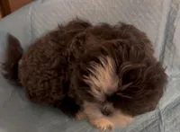 Big blue, a male Shih Tzu for sale in Morganton, NC – Photo 5 of 5