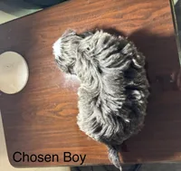 Big blue, a male Shih Tzu for sale in Morganton, NC – Photo 2 of 5