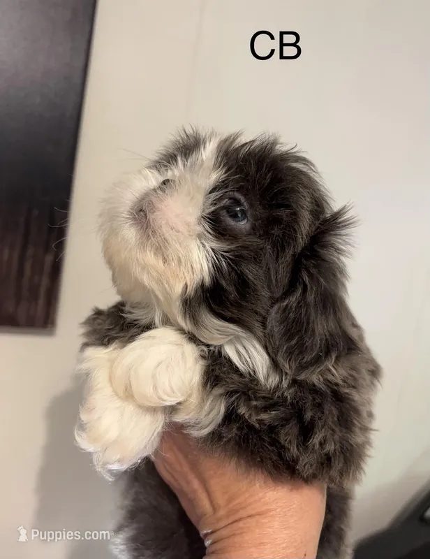 Big blue – Shih Tzu puppy for sale in Morganton, NC