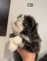 Big blue, a male Shih Tzu for sale in Morganton, NC – Photo 1 of 5