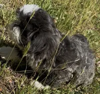 Big blue*PRICE. DROP*, a male Shih Tzu for sale in Morganton, NC – 9 of 9