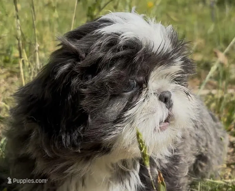 Big blue – Shih Tzu puppy for sale in Morganton, NC