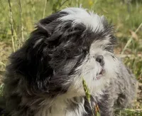 Big blue*PRICE. DROP*, a male Shih Tzu for sale in Morganton, NC – 1 of 9