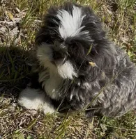 Big blue*PRICE. DROP*, a male Shih Tzu for sale in Morganton, NC – 7 of 9