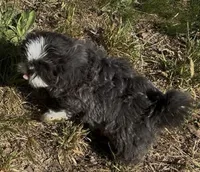 Big blue*PRICE. DROP*, a male Shih Tzu for sale in Morganton, NC – 8 of 9