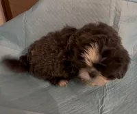 Big blue, a male Shih Tzu for sale in Morganton, NC – Photo 4 of 5