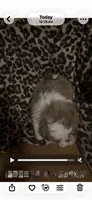 Hoss, a male Shih Tzu for sale in Morganton, NC – 2 of 2