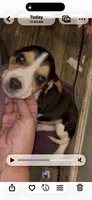 Oliver, a male Beagle for sale in Morganton, NC – 3 of 3
