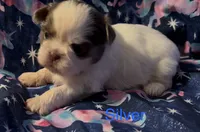 Silver, a male Shih Tzu for sale in Morganton, NC – 6 of 6
