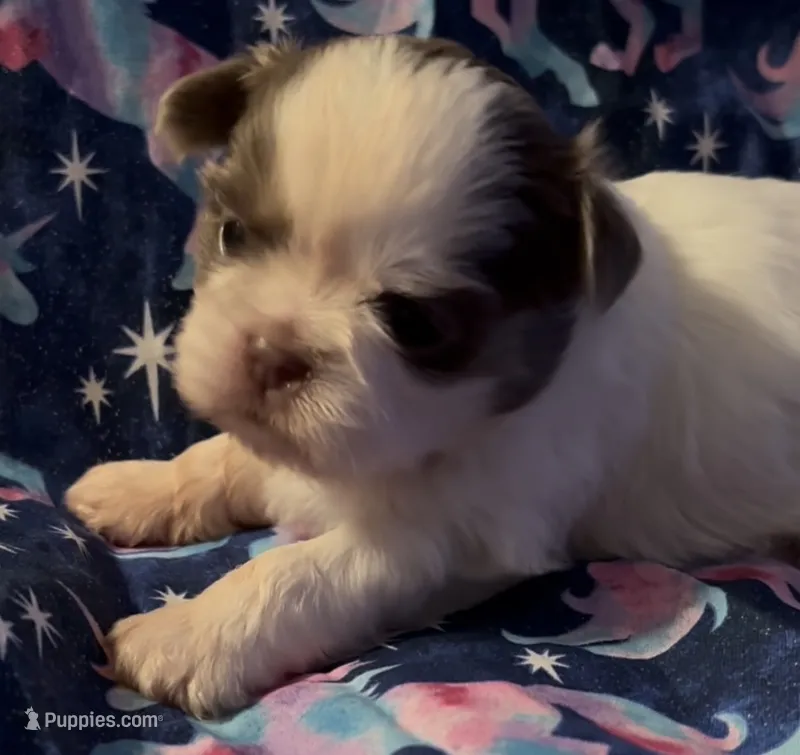 Silver – Shih Tzu puppy for sale in Morganton, NC