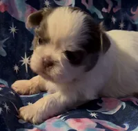 Silver, a male Shih Tzu for sale in Morganton, NC – 1 of 6