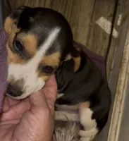 Oliver, a male Beagle for sale in Morganton, NC – 2 of 3