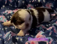 Chocolate , a male Shih Tzu for sale in Morganton, NC – 1 of 7