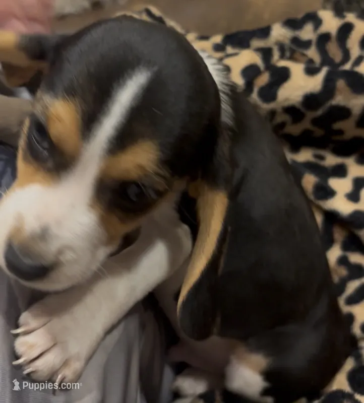 Oliver – Beagle puppy for sale in Morganton, NC