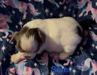 Silver, a male Shih Tzu for sale in Morganton, NC – 5 of 6