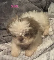 Girl, a female Shih Tzu for sale in Morganton, NC – 3 of 3