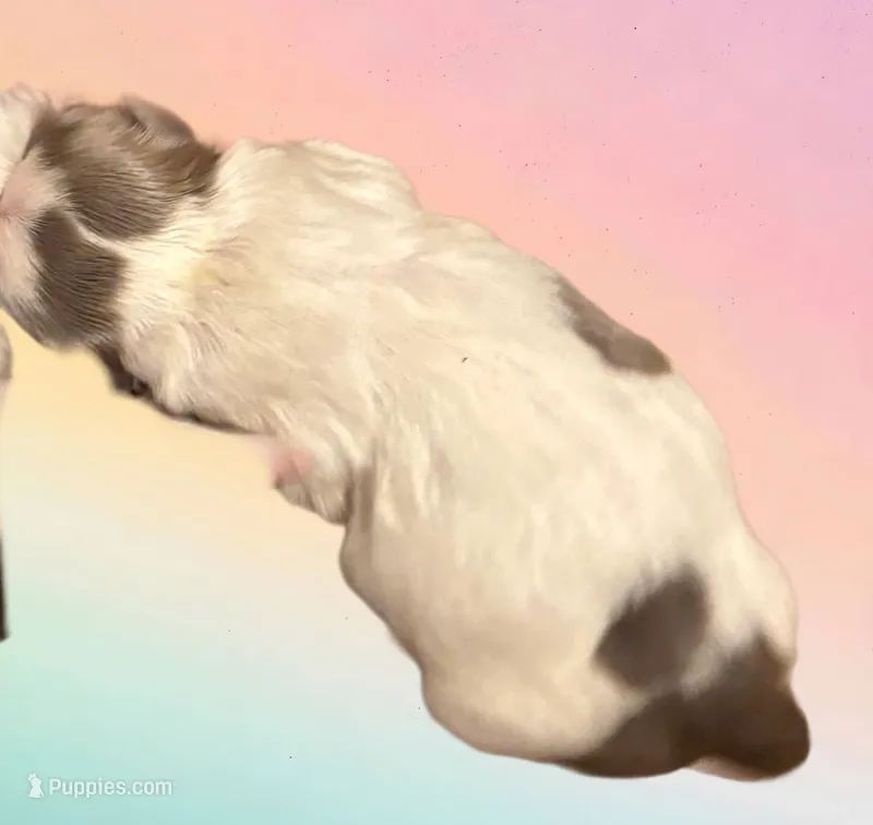 Silver – Shih Tzu puppy for sale in Morganton, NC