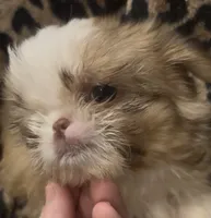 Tiny boy, a male Shih Tzu for sale in Morganton, NC – 4 of 4